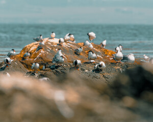 Flock of terns at Sachuest Point, Rhode Island