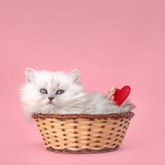 Fototapeta na wymiar Cute kitten with red heart. Lovely gift concept. Valentine's day background. Love, 14th February postcard or greetings design. British longhair breed photo