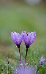 Crocus sativus for Safran