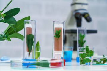 Microscope and young plant in science test tube , lab research biochemistry , biotechnology concept