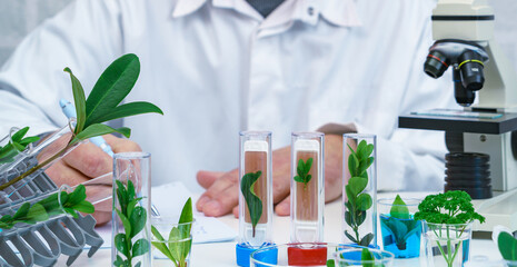 Male Microbiologist looking at a  green plant  . Medical scientist working in a modern food science laboratory with Advanced Technology. Scientist examine plants. - 481404705