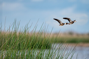 Geese in Flight Over the Marsh in Southwestern Louisiana