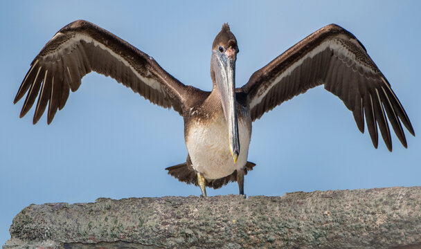 Brown Pelican Landing Near Canal In Cameron Parish Louisiana 