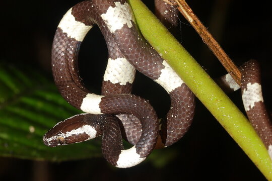 The brown wolf snake (Lycodon effraenis) in a natural habitat