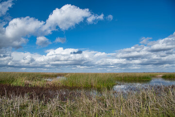 Fototapeta na wymiar Landscape Scene of the Marshlands of Southwestern Louisiana 