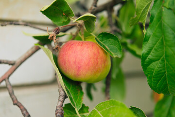 Apple tree branch with red apples on a blurred background during ripening	
