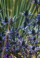 Legada de la primera, colores intensos de flores de diferentes partes del mundo © WALTER HURST