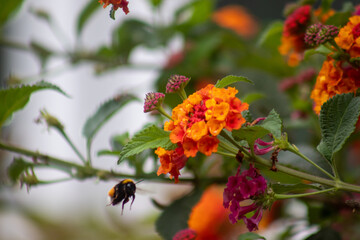 Legada de la primera, colores intensos de flores de diferentes partes del mundo © WALTER HURST