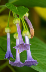 Legada de la primera, colores intensos de flores de diferentes partes del mundo © WALTER HURST