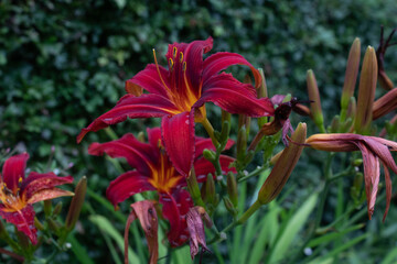 Legada de la primera, colores intensos de flores de diferentes partes del mundo © WALTER HURST