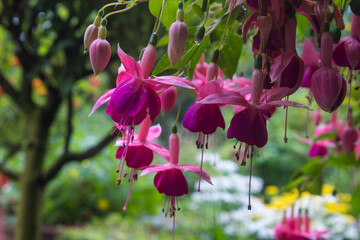 Legada de la primera, colores intensos de flores de diferentes partes del mundo © WALTER HURST