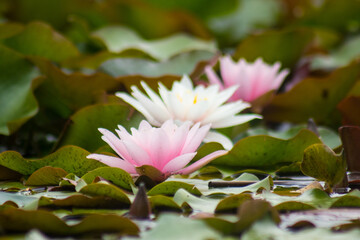 Legada de la primera, colores intensos de flores de diferentes partes del mundo © WALTER HURST
