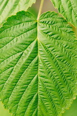 Fototapeta na wymiar Texture green macro leaf, photo