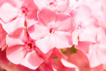 Garden phlox (Phlox paniculata). Blooming branches of phlox in the garden on a sunny day. Soft blurred selective focus. Spring floral background.	