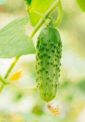 Cucumber with yellow flowers. Macro juicy fresh cucumber close-up on a background of leaves	