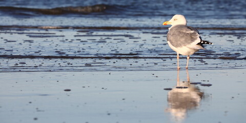 Möwe am Strand