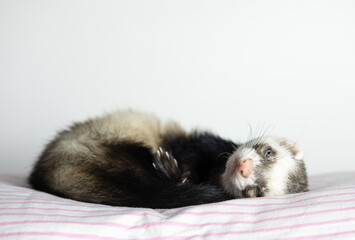 The ferret sleeps on the bed