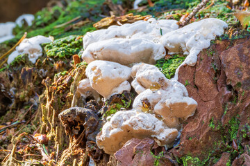 This white fungus covers a large part of a dead tree trunk in a forest near Nunspeet, the Netherlands