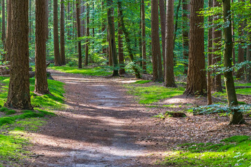 Fototapeta premium This path meanders through a beautiful forest with a lot of moss on the bottom near Nunspeet, the Netherlands