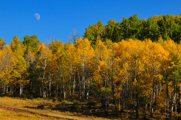 Fall colors and the waxing moon on a country road near Ridgway, at the foot of the Sneffels Range of the San Juan mountains, Colorado, USA