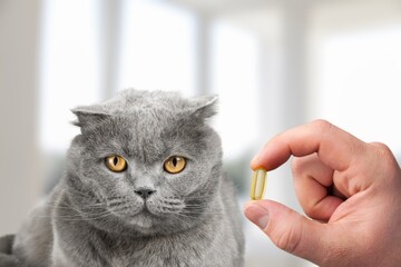 Owner giving medicine in a pill to sick cat. Medicine and vitamins for pets animals.