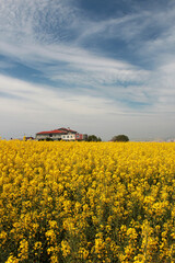 The canola field with yellow flowers and blue sky,vertical image