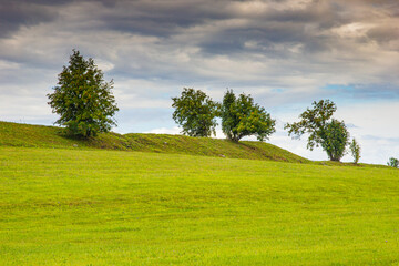 Landscape with a tree standing on a green meadow and clouds in the sky