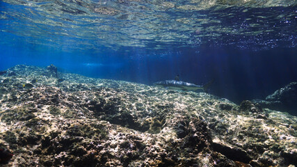 Fototapeta na wymiar Blacktip Reef shark in rays of light at coral reef
