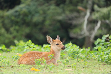 奈良公園の子鹿