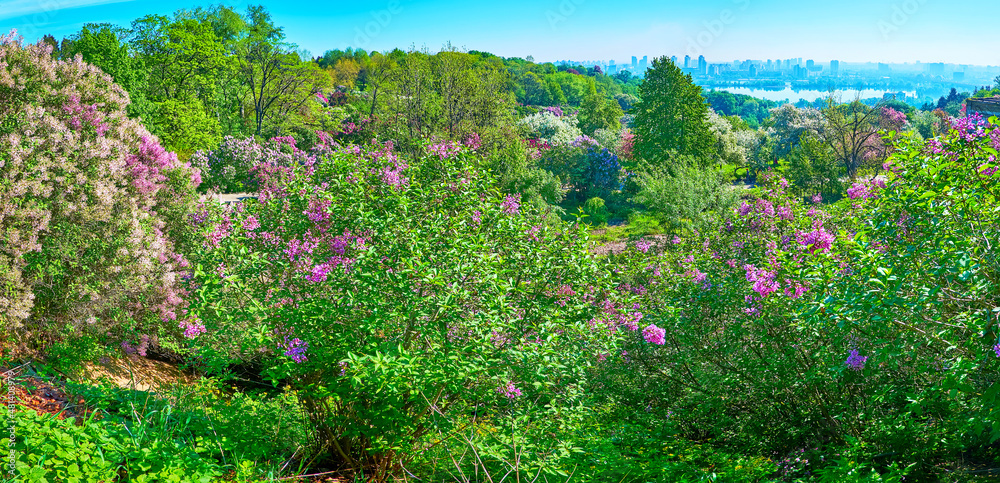 Poster Panorama of the hill with blooming lilacs, Botanical Garden, Kyiv, Ukraine