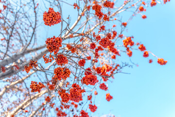 Red mountain ash on a blue sky background in winter