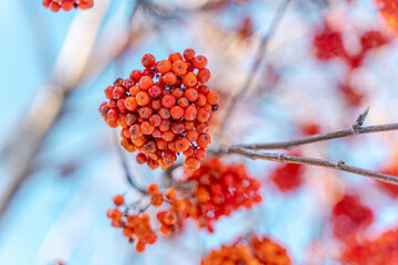 Red mountain ash on a blue sky background in winter