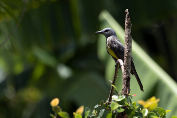 The Tropical Kingbird also known as Suiriri perched on the branches of a tree. Species Tyrannus melancholicus. Animal world. Birdwatching. Yellow bird.
