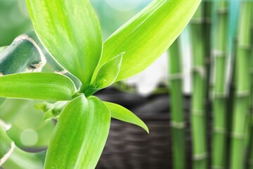 Green bamboo with leaves, nature concept