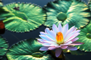 water lily flower and the bee on petal