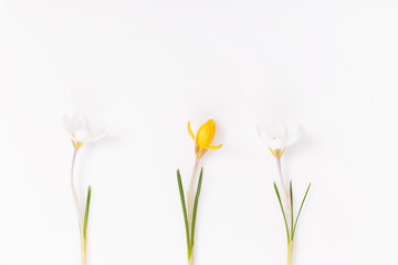 Festive spring border, first spring flower crocus on white background.