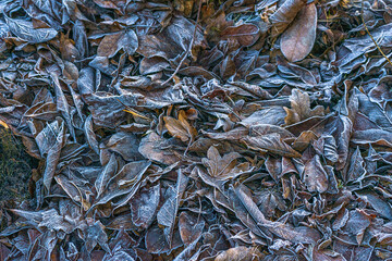 frostet leaves 