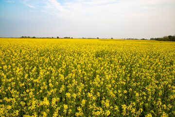 Fototapeta premium Beautiful Yellow Mustard Flowers in the field Natural Landscape view. 