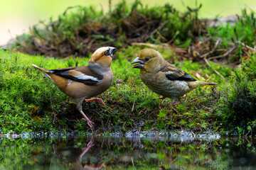 Hawfinch (Coccothraustes coccothraustes) male feeding a young one in the forest of Noord Brabant in the Netherlands.          