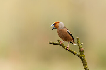 Hawfinch (Coccothraustes coccothraustes) male sitting in the forest of Noord Brabant in the Netherlands.
