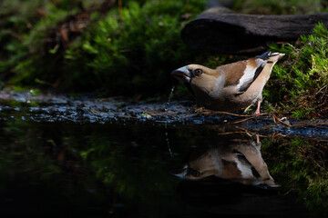 Hawfinch (Coccothraustes coccothraustes) female drinking in the forest of Noord Brabant in the Netherlands.    
