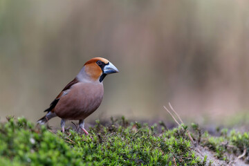 Hawfinch (Coccothraustes coccothraustes) male sitting in the forest of Noord Brabant in the Netherlands.