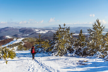 Fototapeta na wymiar Hiker woman walking in the beautiful winter mountain with snowy pine trees . Selective focus