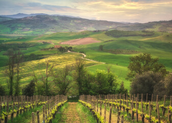 Naklejka premium Winery