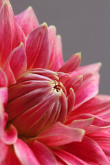 Obraz premium close up of pink dahlia flower
