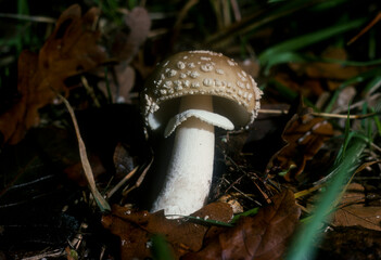 Amanite panthère, amanita pantherina