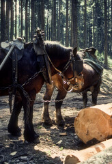cheval de trait, race comtois, D&eacute;bardage du bois, Vosges, 88