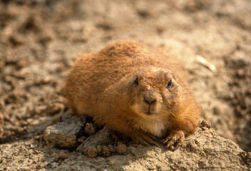 Chien de prairie, Lynomis ludovicianus