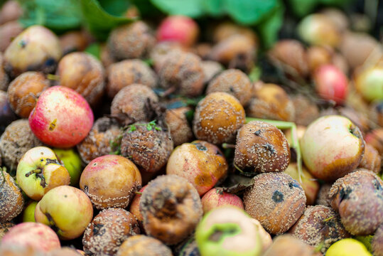 Close-up view of bunch of rotten apples.