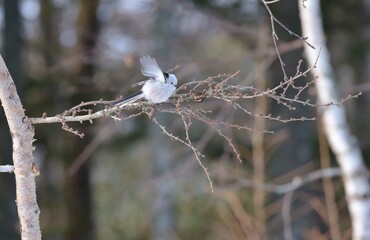 北海道のシマエナガ